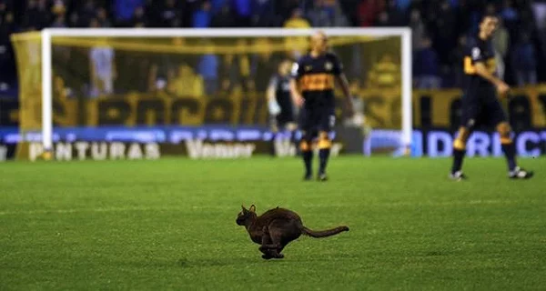 Очень шустрый кот — на чемпионате Аргентины.