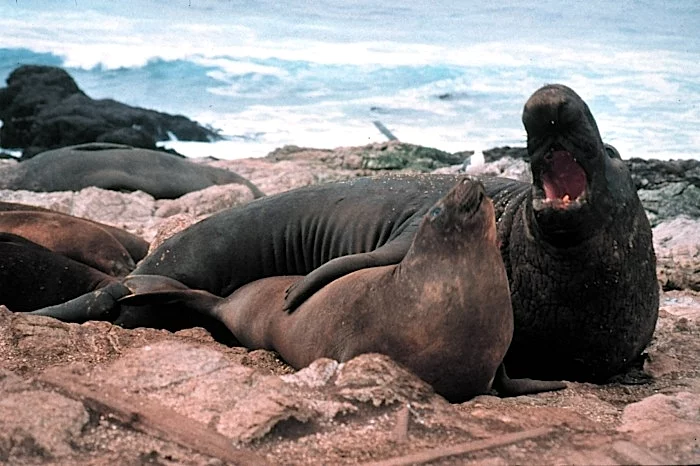 Elephant seal морской слон
