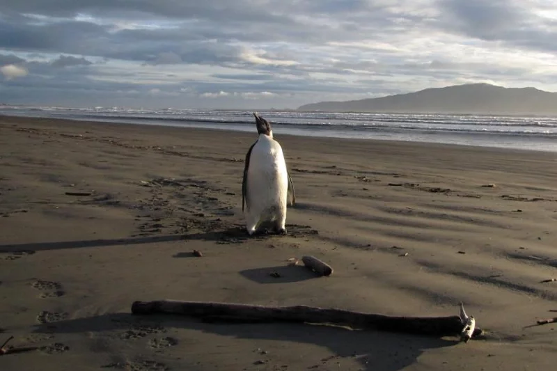 Імператарскі пінгвін на пляжы Пака-Пака ў Новай Зеландыі. Фота: dailymail.co.uk
