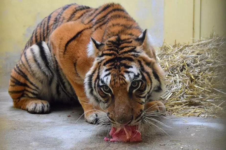 Тигр, спасённый на белорусско-польской границе / Zoo Poznań