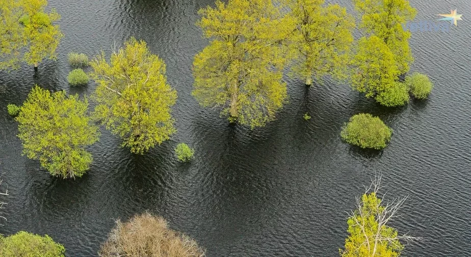 Ольманские болота. Фото: vetliva.ru