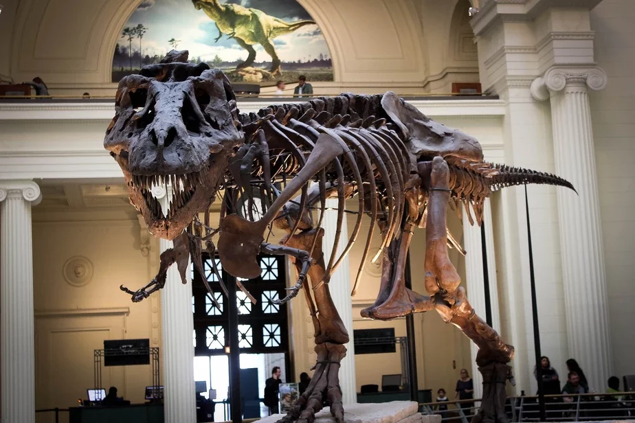 Скелет тираннозавра. Фото: pixabay