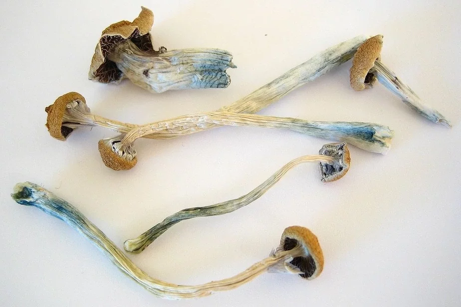Psilocybe cubensis mushrooms, known for their hallucinogenic effects; Hriby Psilocybe cubensis, iźviestnyje svoimi hallucinohiennymi effiektami; hryby Psilocybe cubensis, viadomyja svaimi halucynahiennymi efiektami