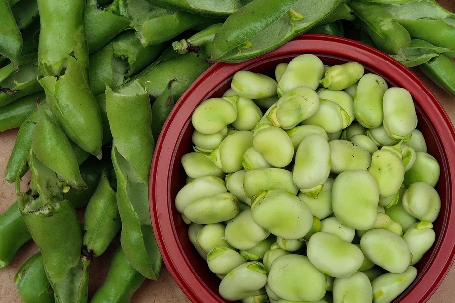 Broad-beans